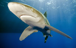 Oceanic by Dray Van Beeck 